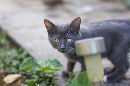 Chat Gris Images Parcourir 184 Le Catalogue De Photos Vecteurs Et Videos Adobe Stock