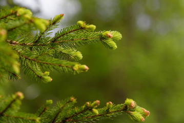 a pine branch with young buds in the foreground, blurred green nature in the background, shallow depth of field, selective focus, copy space