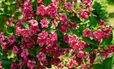 Obraz premium Luxury bush of flowering Weigela Bristol Ruby. Selective focus and close-up beautiful bright pink flowers against evergreen in ornamental garden. Nature concept for design