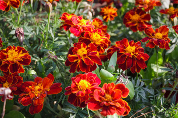 Obraz na płótnie Canvas Beautiful orange red marigold flowers background pattern in tagetes garden.
