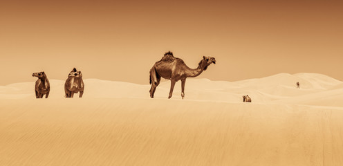 the caravan of camels through the desert