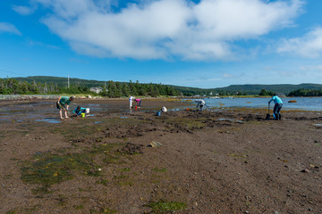 A group of adults and children picking clams on a beach at low tide.