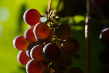 Close-up of red wine on a sunny day