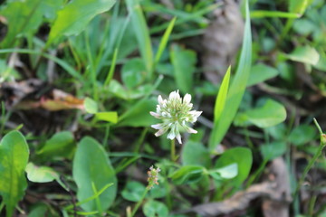 white clover flower in the garden