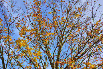 Zweige eines jungen Ahornbaumes im Herbst