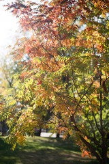 Autumn yellow, orange, red leaves on a tree branch in the rays of the setting sun.