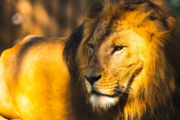 Lion male in zoo Austria Styria Herberstein tourist destination autumn time.