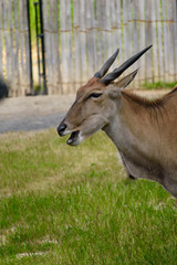 Antelope