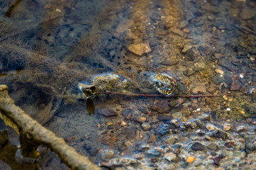 Water snake on the river Bank looks out of the silt.