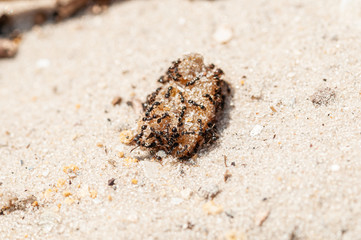 Ants eating jam on the yellow sand