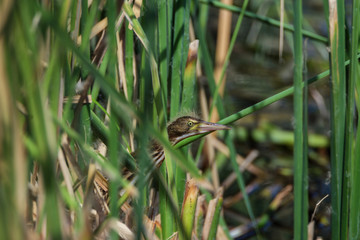 avetorillo