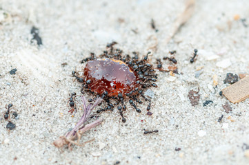 Ants eating jam on the yellow sand