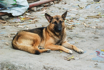 German Shepard