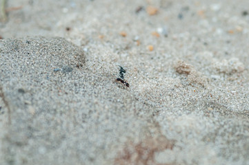 an ant running through the sand