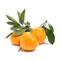 Large ugly fruit on a white background 