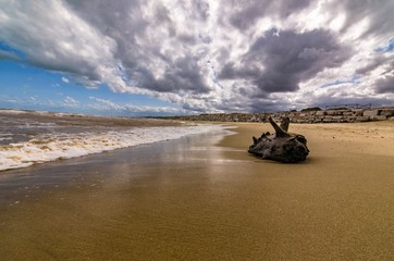 Seascape with cloudy sky and trunk on the beac