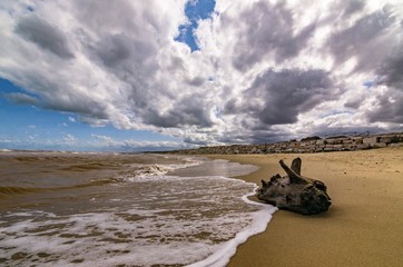 Seascape with cloudy sky and trunk on the beac