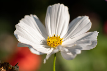 Obraz premium Close-up of white flower on sunny day in the garden