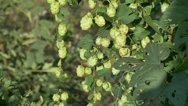 Scenic sunset with sunflare and rays of green hop humulus in slow motion