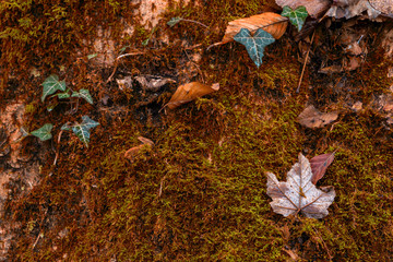 autumn leaves on the ground