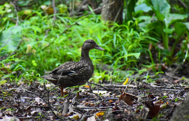 American Black Duck