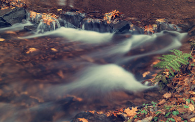 River in the woods in autumn