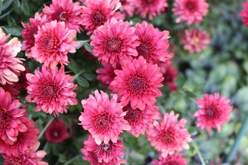 Fall Weather Maroon/Pink Mums