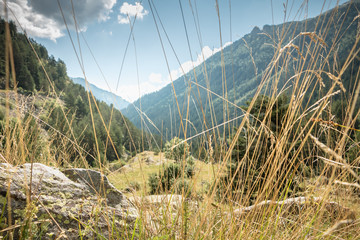 hiking path with trees and vegetation in the Pyrenees mountains