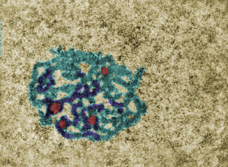 Nucleolus