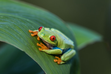 Red-eyed Tree Frog, Agalychnis callidryas, sitting on the green leave in tropical forest in Costa Rica.