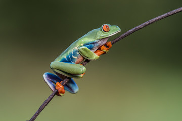 Red-eyed Tree Frog, Agalychnis callidryas, sitting on the green leave in tropical forest in Costa...