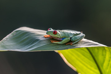 Naklejka premium Red-eyed Tree Frog, Agalychnis callidryas, sitting on the green leave in tropical forest in Costa Rica.