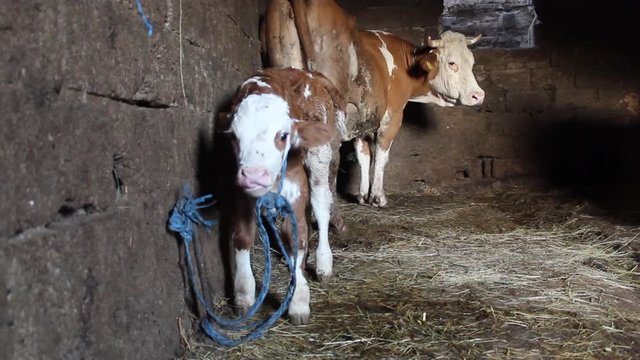 One Day Old Simmental Calf Making First Steps in Stall and Wondering