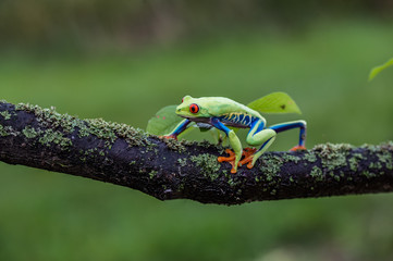 Red-eyed Tree Frog, Agalychnis callidryas, sitting on the green leave in tropical forest in Costa Rica.