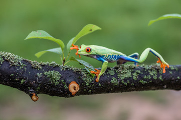 Red-eyed Tree Frog, Agalychnis callidryas, sitting on the green leave in tropical forest in Costa Rica.