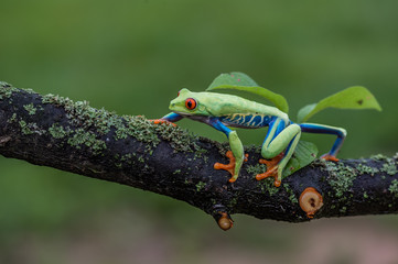 Red-eyed Tree Frog, Agalychnis callidryas, sitting on the green leave in tropical forest in Costa Rica.