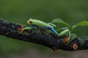 Red-eyed Tree Frog, Agalychnis callidryas, sitting on the green leave in tropical forest in Costa Rica.