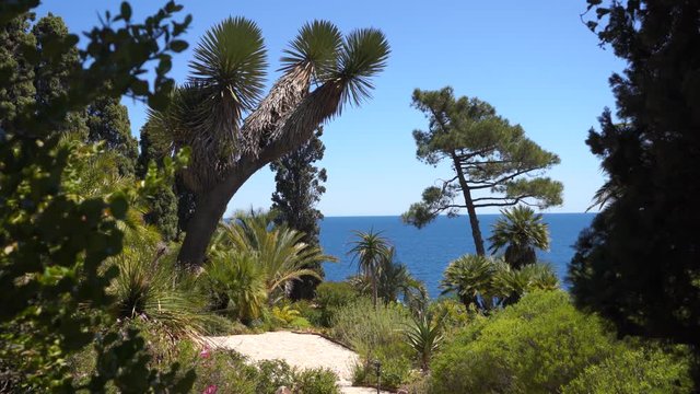 Mediterranean and tropical plants in the botanical garden