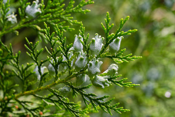 Amazing blue seeds of thuja tree (Platycladus orientalis). Platycladus orientalis also known as Chinese thuja or Oriental arborvitae). Selective focus. Interesting nature concept for background design