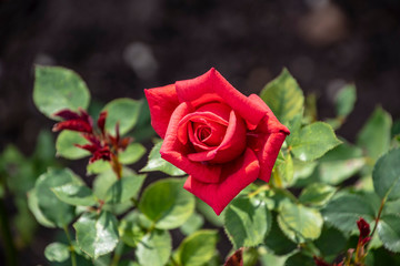 Red rose flower closeup. Shallow depth of field, blurred background
