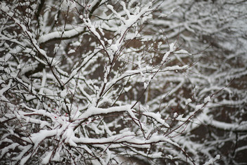 Winter Park. Landscape in snowy weather. January.