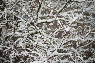 Winter Park. Landscape in snowy weather. January.