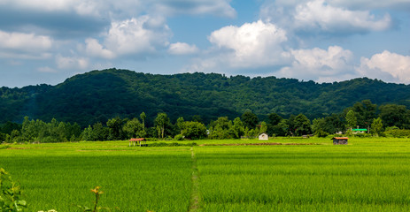 Fototapeta premium green field and blue sky