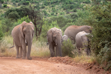 Elephant family