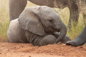 Elephant baby