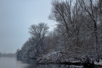 Trees covered by snowf