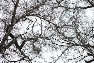 Winter landscape of country fields and roads