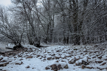 Trees covered by snow