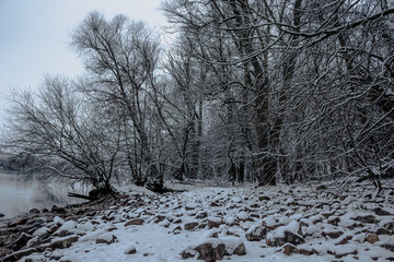 Trees covered by snow
