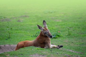 Fototapeta premium Relaxing red kangaroo (Macropus rufus) - the largest of all kangaroos